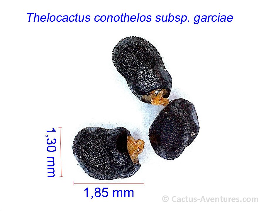 Thelocactus conothelos ssp. garciae JM